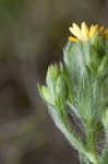 Soft goldenaster